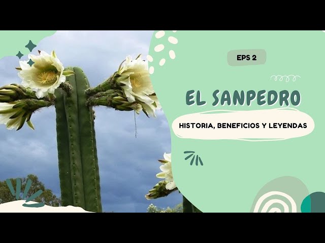 Vídeo relacionado con Sampi Y El San Pedro: Un Viaje A La Cultura De Los Andes Para Descubrir Los Rituales Con El Cactus San Pedro