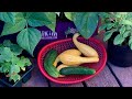 ๐
LIVE: What To do in Your Garden In July to Keep Harvests Coming (REPLAY) ๐
LIVE: What To do in Your Garden In July to Keep Harvests Coming (REPLAY)