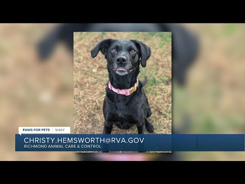 Paws for Pets: Shay, an affectionate Lab who is a lap dog! - YouTube