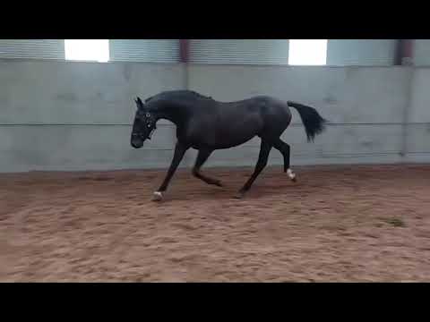 Top Quality 3yo - Image 2