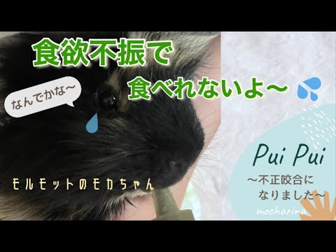 モルモットは食べません