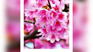 Download lagu Ruang Detik | Story WA | Literasi | kata-kata |Roulette-Aku jatuh cinta ● part 10 mp3 Download lagu Ruang Detik | Story WA | Literasi | kata-kata |Roulette-Aku jatuh cinta ● part 10 mp3