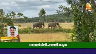 വയനാട് പനമരം പച്ചിലക്കാടിൽ ഭീതി പരത്തിയ കടുവയെ കാട?