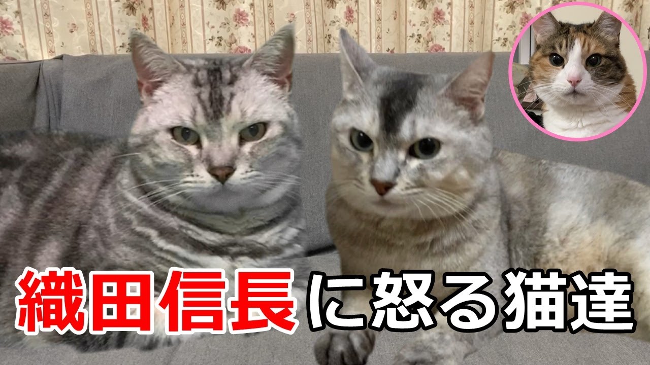 織田信長公をおっちゃん呼ばわり😱土用の丑の日！【関西弁をしゃべる猫】