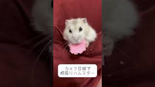ポケットでおやつを食べるハムスターが可愛すぎる　#ハムスター #かわいい