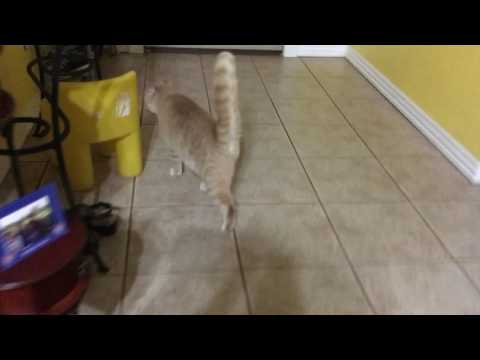 playful cat has fluffy tail