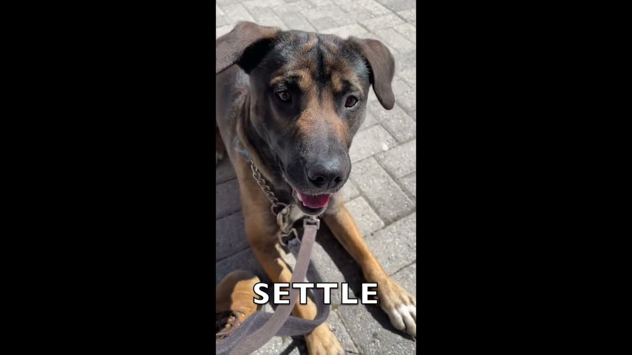 Alfonzo, a ADOPTABLE mixed breed in Heathsville, VA video 4/4