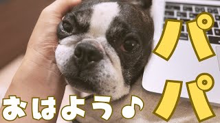 挨拶だけはしっかりするフレブル🐶
