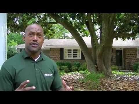 ASEEM LANDSCAPING 4-Georgia Magnolias