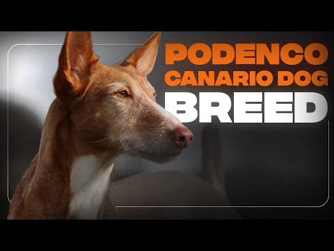 Adopting a podenco? Here's what you should know.