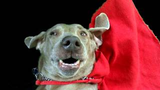 guilty dog Confessions ,Better than getting a Rick Roll ? You decide ok!