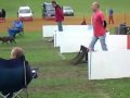 Rosie & Moss Doing Flyball
