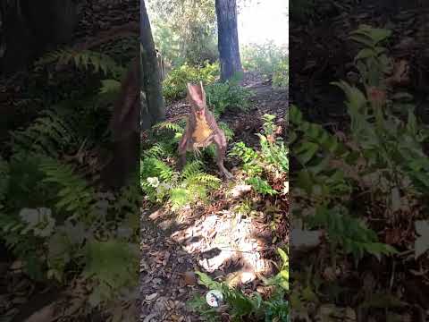 Jurassic World Dilophosaurus Attack #jurassicworld #jurassicpark #dinosaur #jurassicworldalive