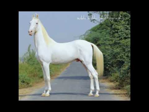 , title : 'Marvadi , kathaivadi , nukra horse #horselover'