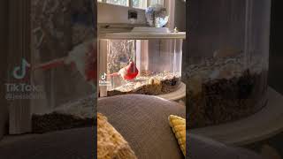 I want one in every room 😭 #springtime #spring #birdfeeder #amazonhaul #amazon