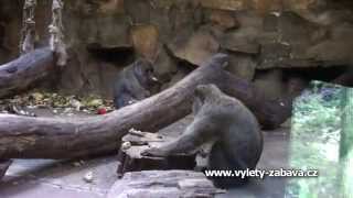 preview picture of video 'Zoopark Chomutov - ZOO, skanzen a safari'
