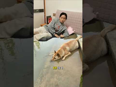 Emma werd bang toen ze de hond zag, maar het bleek een 3D-bedlaken te zijn😭😍!! #shorts