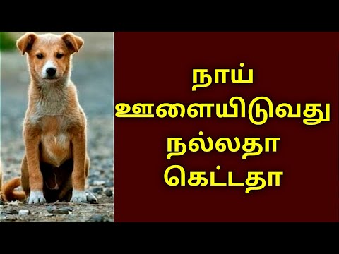 நாய் ஊளையிடுவது நல்லதா கெட்டதா|Whether the dog howls is good or bad@KalyanaVirundhu5