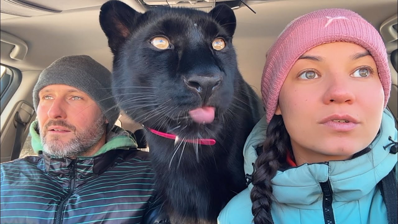 Let's go to the village with Luna the panther 😸(ENG SUB)