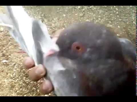 Seprint Novyj Trend Smotret Onlajn Na Sajte Trendovi Ru