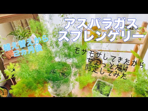 観賞用アスパラガス 植物