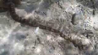 preview picture of video 'Conspicuous Sea Cucumber while snorkeling in Fiji'