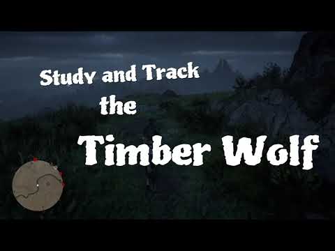 RDR2 Study Timber Wolf the Easy Way