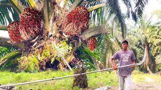 Download lagu Paling senang panen sawit di sini egrek tajam buah banyak rotasi 25 hari tidak masalah  mp3