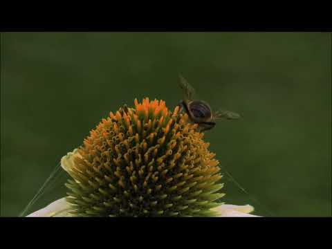 O HOMEM E A VERTENTE...