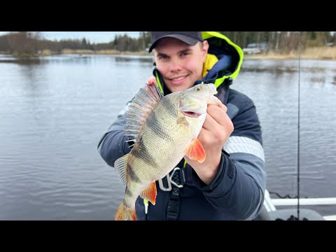 Mitä on mikrojigaus? - Tästä vinkit haltuun ahvenen mikrojigaukseen keväällä