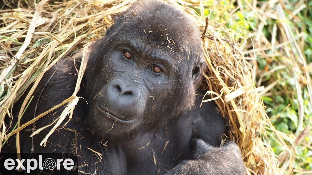 Live webcam view of Grauer's Gorilla Cam at GRACE