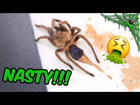CUTTING OPEN Constipated Tarantula - NASTY!