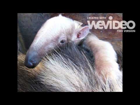 Luz Marina's video _Guaquira