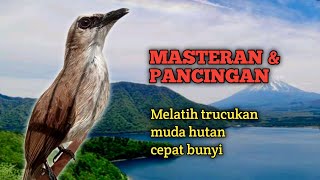 Download lagu Masteran Dan Pancingan Trucukan Untuk Melatih Trucuk Muda Hutan Cepat Bunyi | By LB mp3