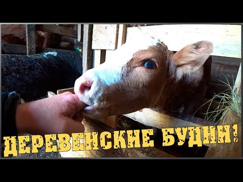 Деревенские будни / Что с комментариями / Планы / Семья в деревне