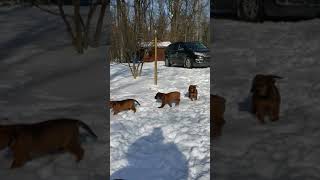 Video preview image #1 Bullmastiff-Rottweiler Mix Puppy For Sale in MORGANTOWN, PA, USA
