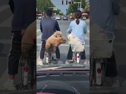 活抓一隻舔狗😂