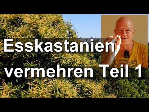 Esskastanie Castanea sativa durch Samen (Maronen jetzt im Discounter) vermehren aber wie? Teil 1