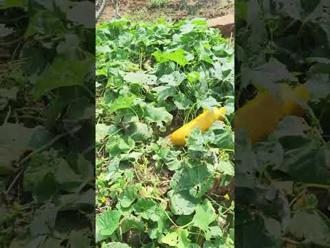 Cucumber Fruit Vellari palam #fruit #nature #plucking #trending #steal #memes #viral #foodie #shorts