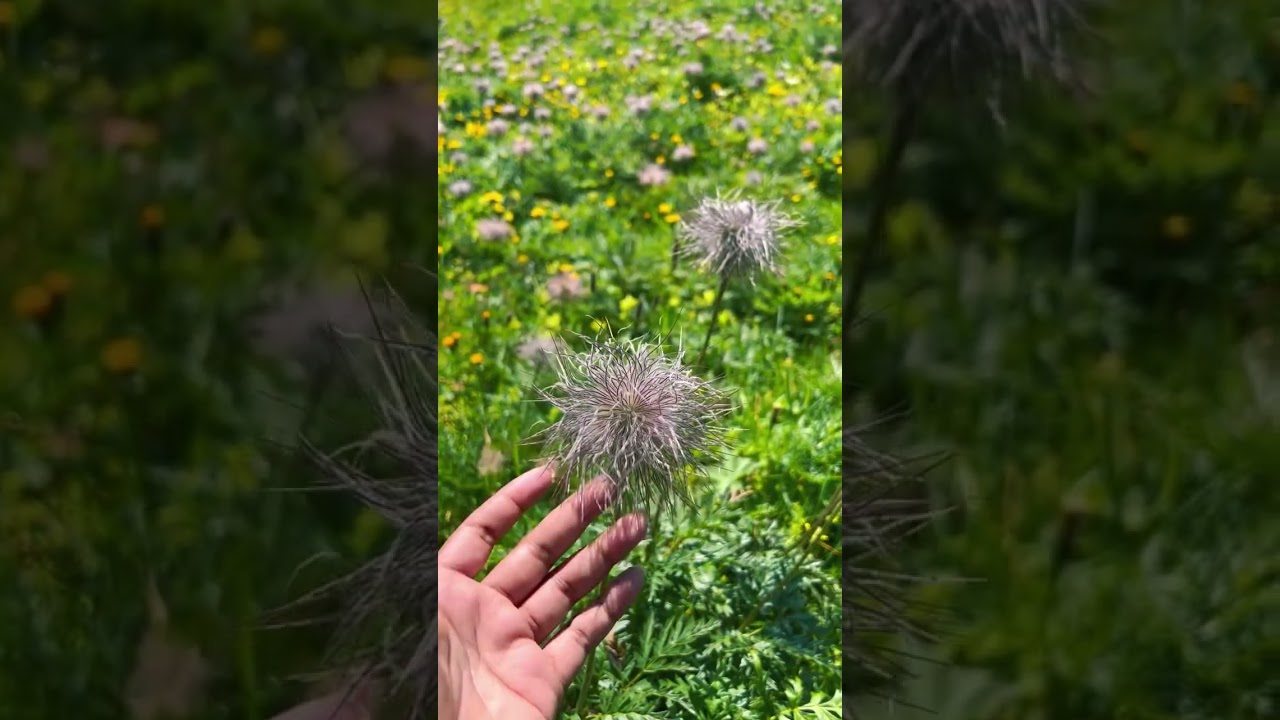 YouTube Short thumbnail