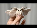 21 Most Incredible Moth Species