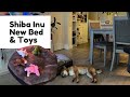 New Costco Bed And Toys Shiba Inu Maki Vlog
