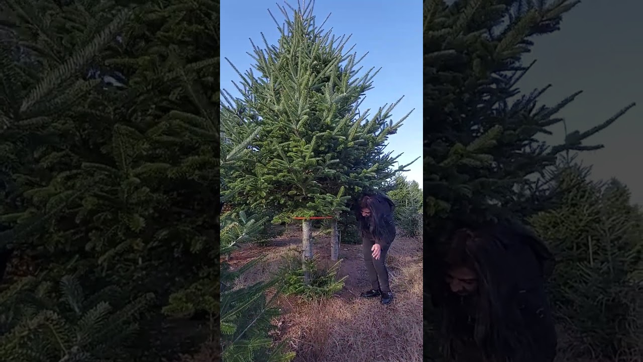 Epic Christmas Tree Fail