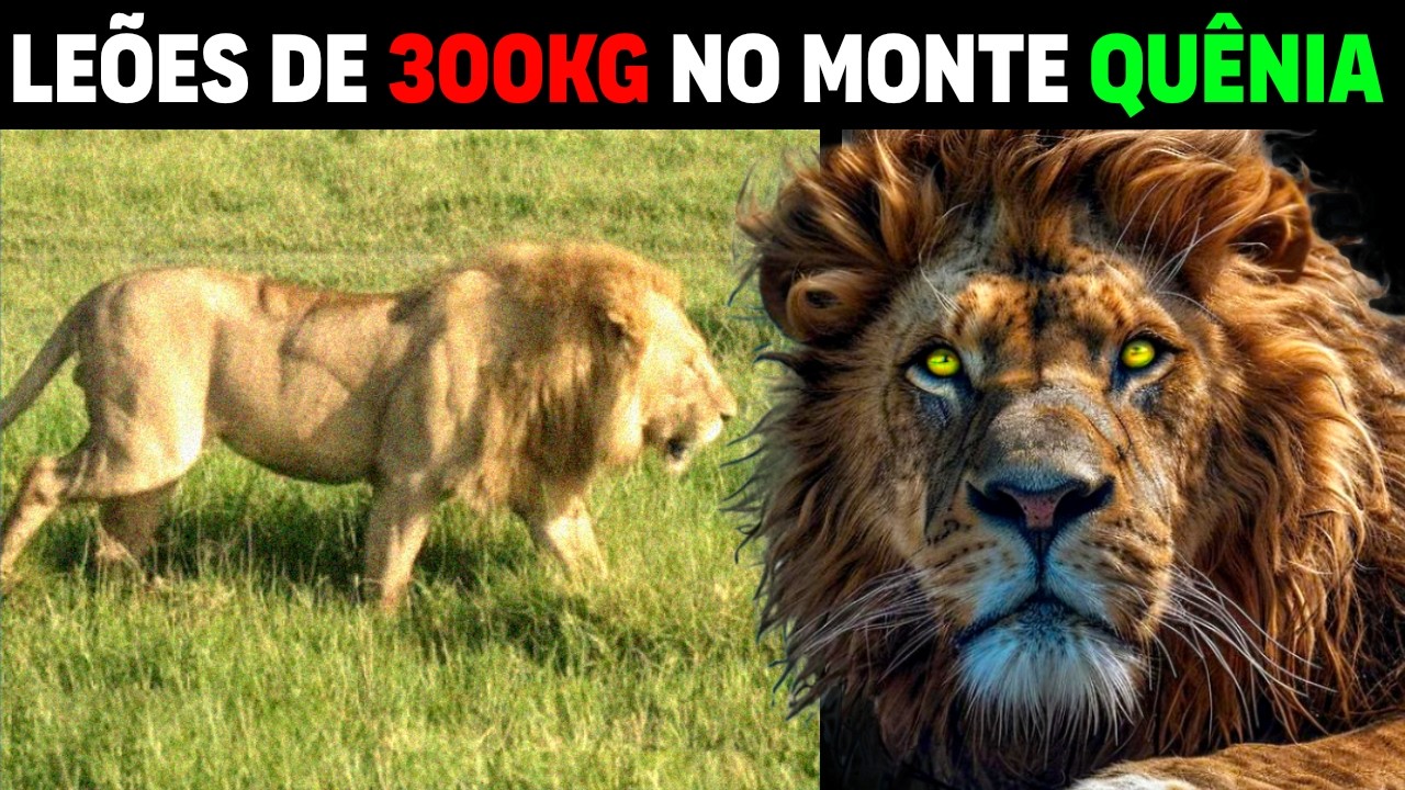 RARE LION subspecies weighing 300KG may EXPLAIN SEKEKAMA'S ORIGIN