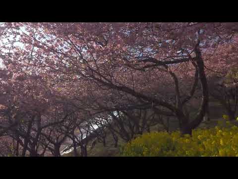 Matsuda Cherry Blossom Festival