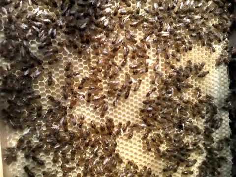 Как пчелы строят вощину 23 апреля 2019?
