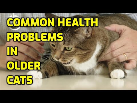 5 Health Issues That Affect Senior Cats