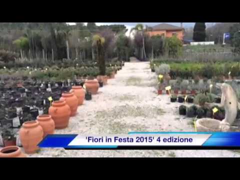 yes, weekend! QUI_Tv - Vivaio Dueggi