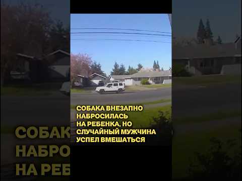 Собака внезапно набросилась на девочку, но случайный мужчина успел вмешаться