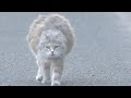 The Kind Pregnant Cat With A Big Heart